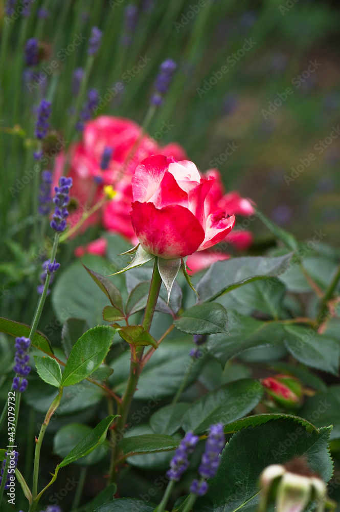 Gartenrosen Gartenrosen