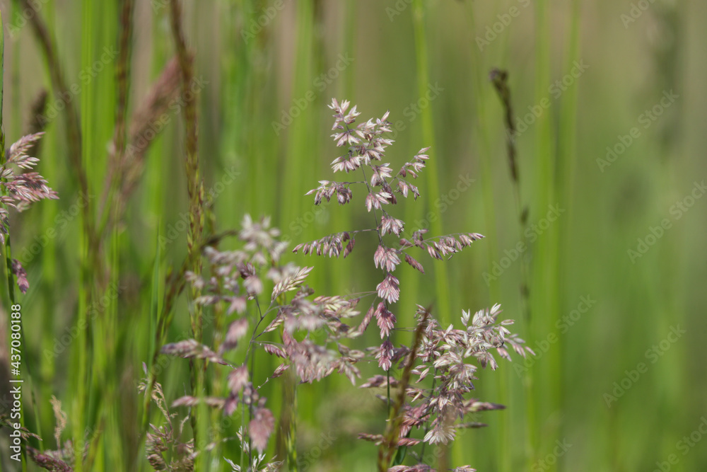Wiese mit Gräsern Heuschnupfen Allergie