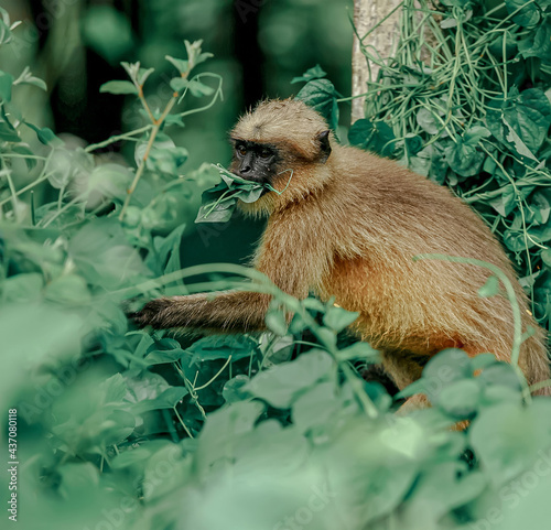 monkey eating leaves