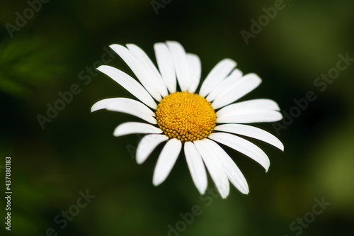 Close up single flower of white chamomile with yellow core with bokeh effect green blurred background. Lots of fragile petals.