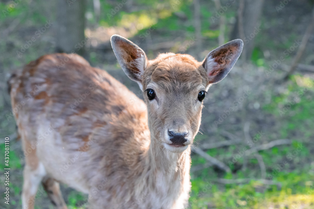 little spotted deer in the forest close up