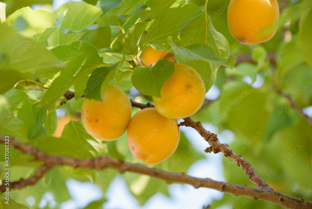 Beginning ripe apricot fruits, Armenian plum, on the branch Beginning ripe apricot fruits, Armenian plum, on the branch