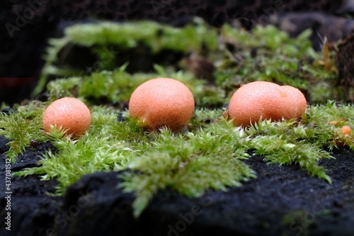 Amazing pink slime mold Lycogala epidendrum - slime molds are interesting organisms beetwen mushrooms and animals 