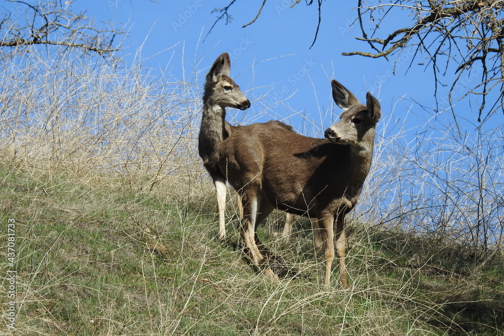 A pair of mule deer does roaming the Tehachapi Mountains, in Stallion Springs, California. A pair of mule deer does roaming the Tehachapi Mountains, in Stallion Springs, California.
