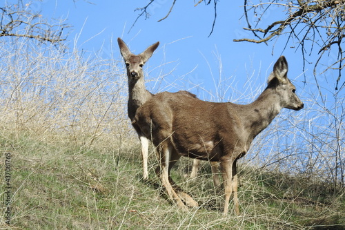 A pair of mule deer does roaming the Tehachapi Mountains, in Stallion Springs, California. photo