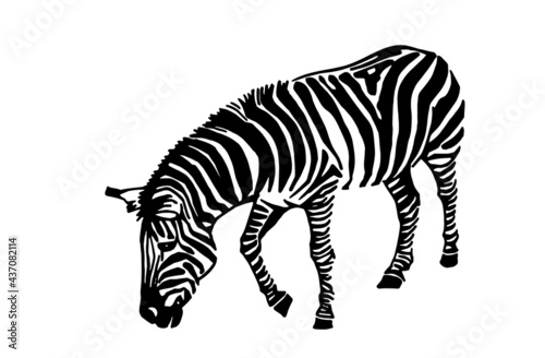 Vector zebra animal on white background  striped horse