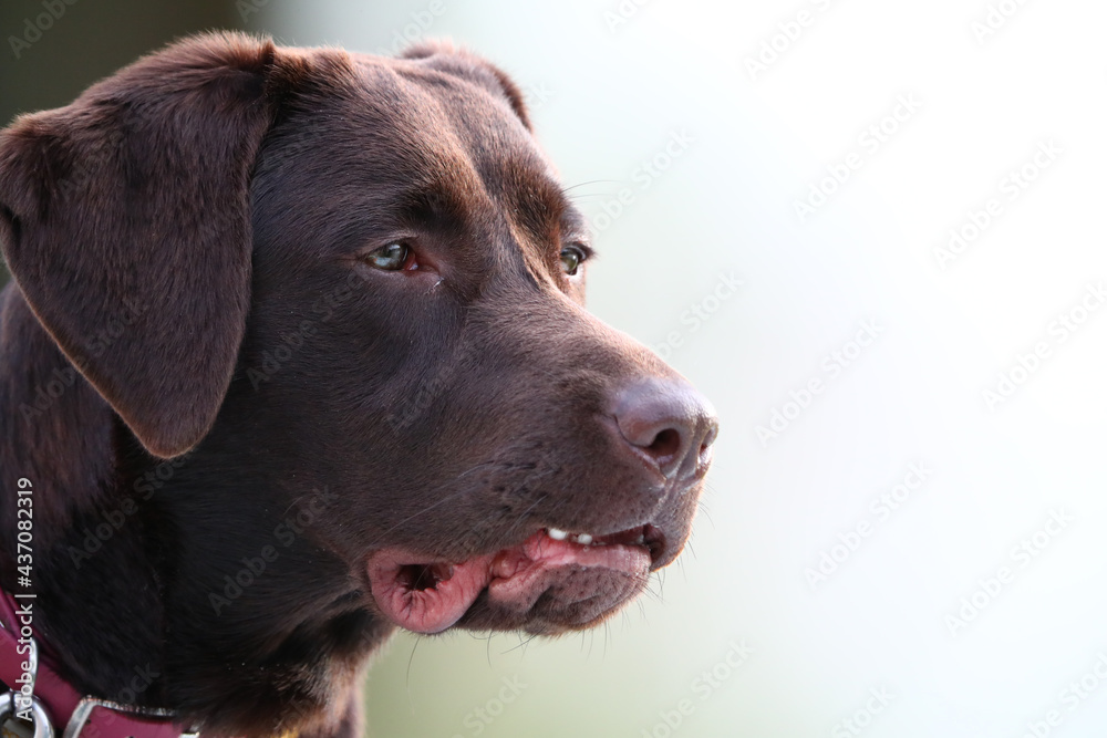 Süßer brauner Labrador Süßer brauner Labrador