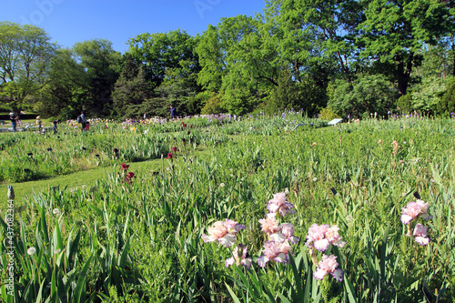 Fototapeta Naklejka Na Ścianę i Meble -  Landscape of Laking garden in Ontario, Canada