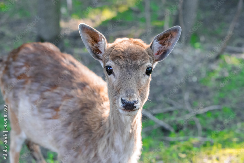 little spotted deer in the forest close up little spotted deer in the forest close up