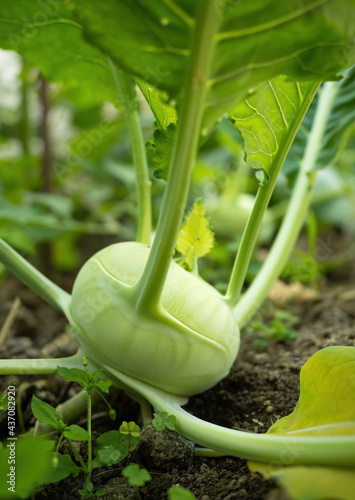 Fresh ripe head of green kohlrabi (Brassica oleracea Gongylodes Group) growing in homemade greenhouse, short before the harvest. Close-up. Organic farming, healthy food, BIO viands, back to nature.
