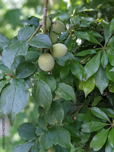 walnuts on tree