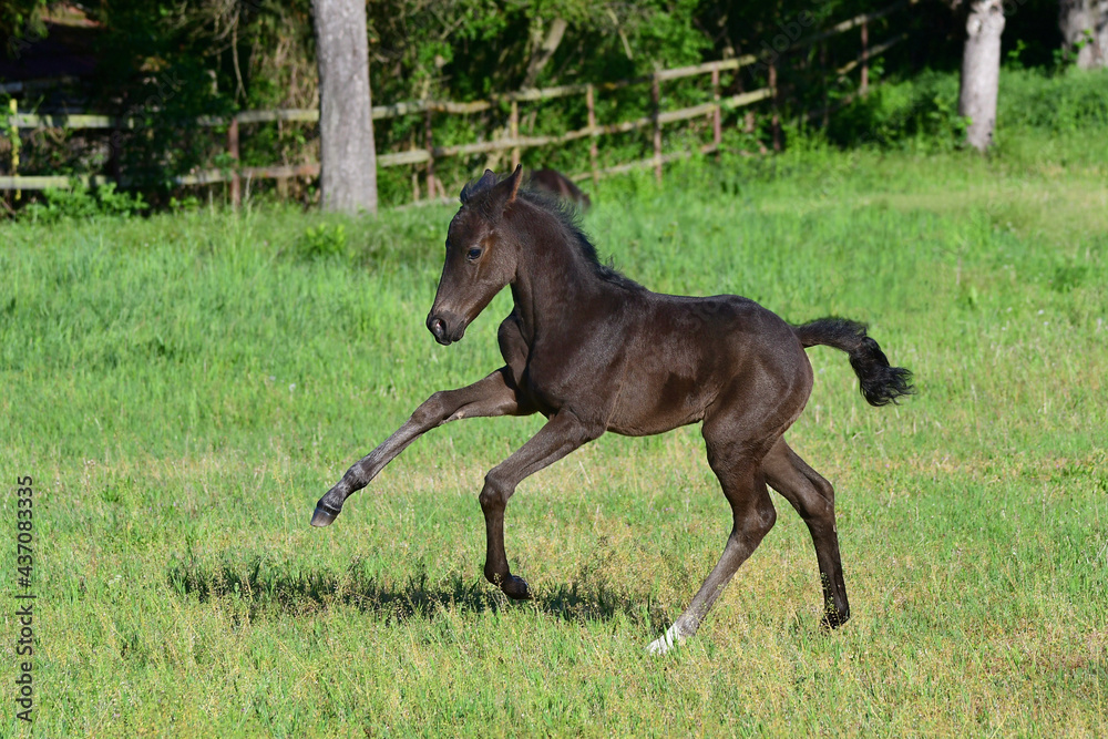 A cute young black warmblood filly galloping happily in a green meadow.