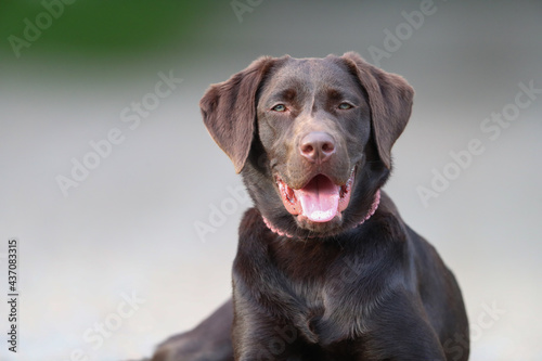 Süßer brauner Labrador © KrischiMeier