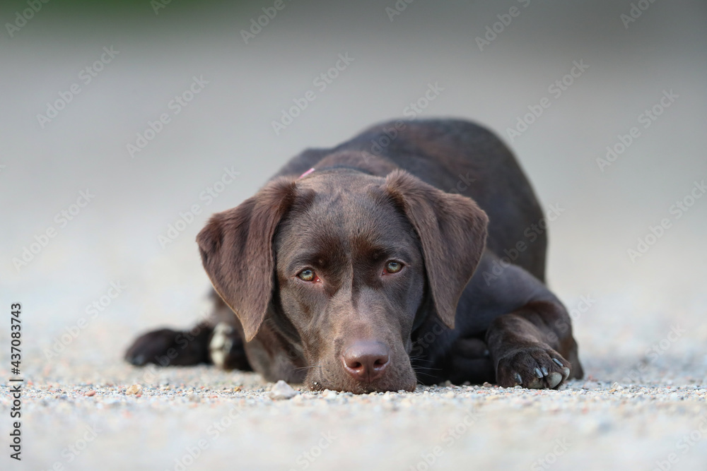 Süßer brauner Labrador