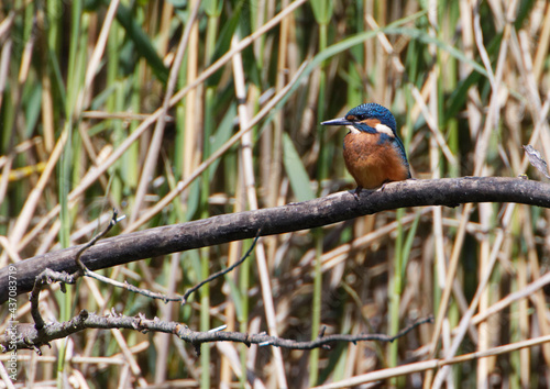 A Common Kingfisher (alcedo atthis) in the Reed, Heilbronn - Germany