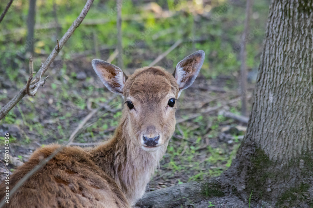 little spotted deer in the forest close up