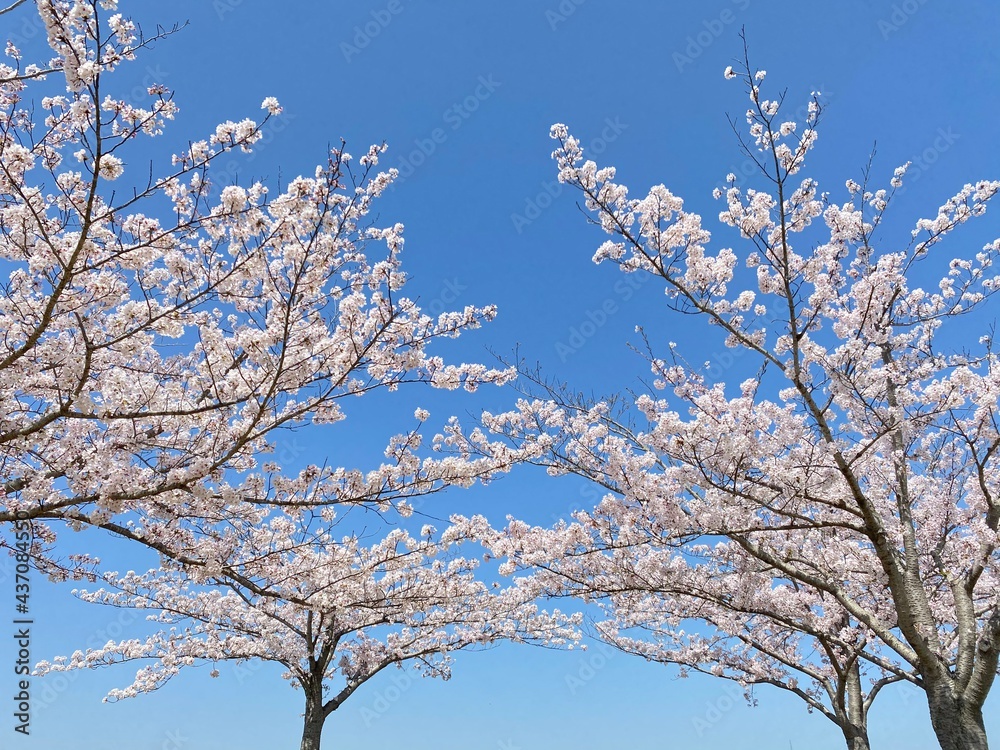 Sky and Cherry Blossom