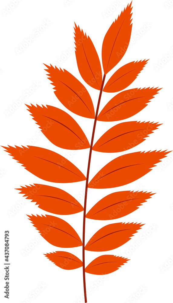 Autumn leaf, autumn tree orange rowan foliage, isolated vector. Dry leaves of red mountain ash, autumn season of nature and herbarium of plant leaves