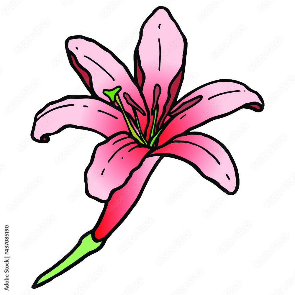 Hand drawn colored blooming lilly doodle. Traditional spring flower in ink style