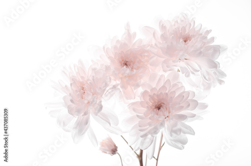 surrealist pink flowers on white background