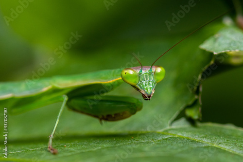 Preying Mantis in Madagascar