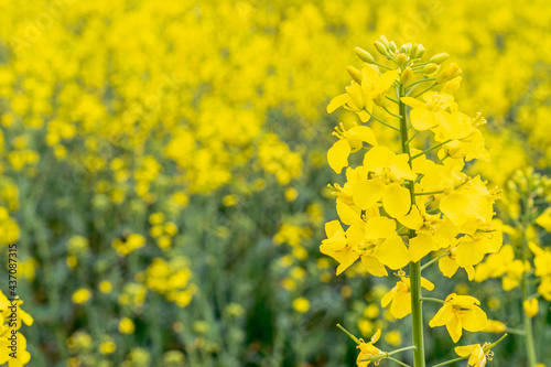 Rapeseed flower. Yellow rape flowers for healthy food oil on field. Rapeseed plant, colza canola for green energy. Yellow mustard plant. © Maksym