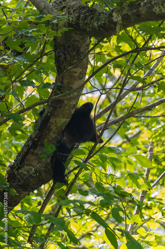 Baby black bear sleeping on a tree branch.