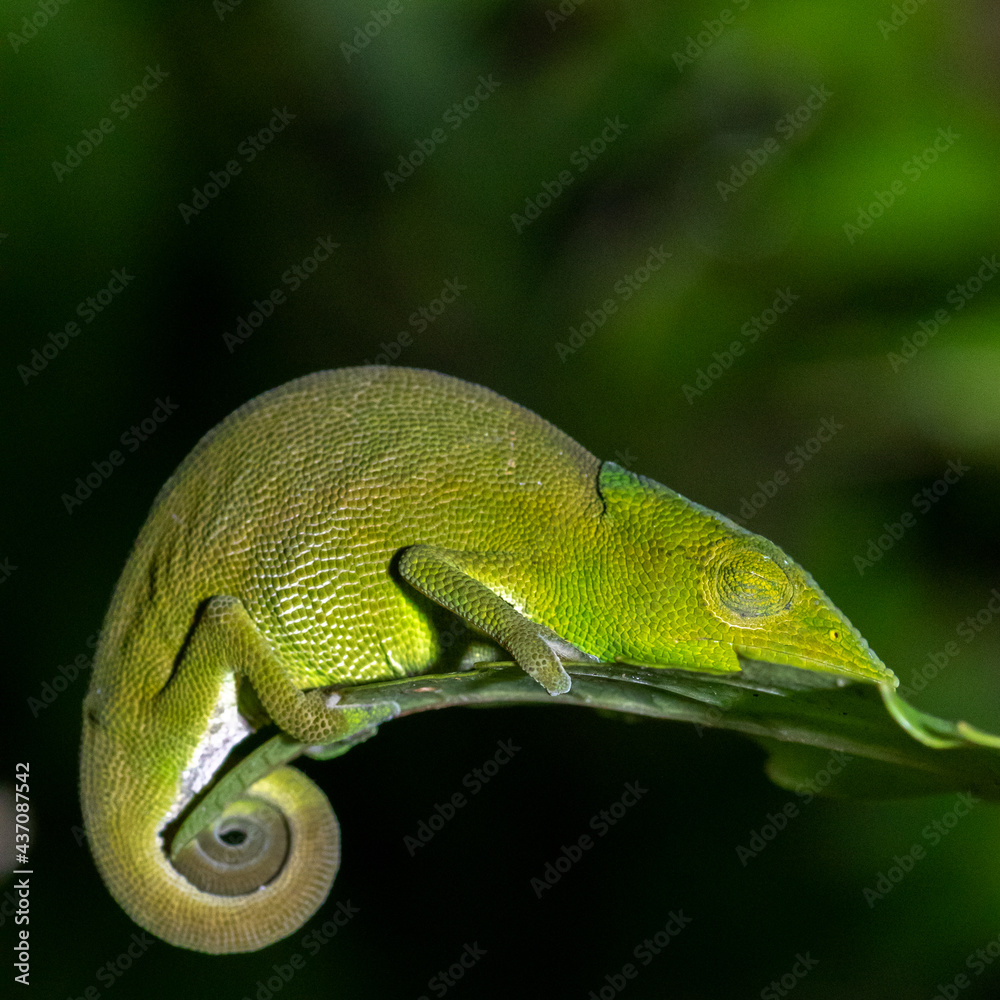 Chamaeleon in Madagascar Chamaeleon in Madagascar