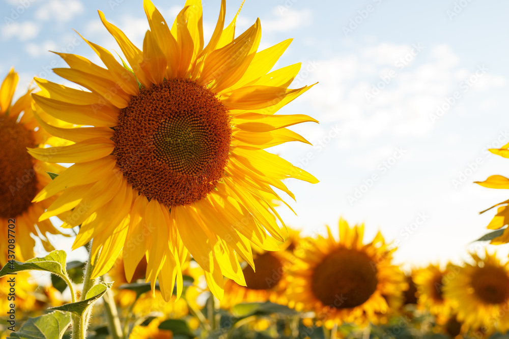 Fototapeta premium sunflower flowers at the evening field