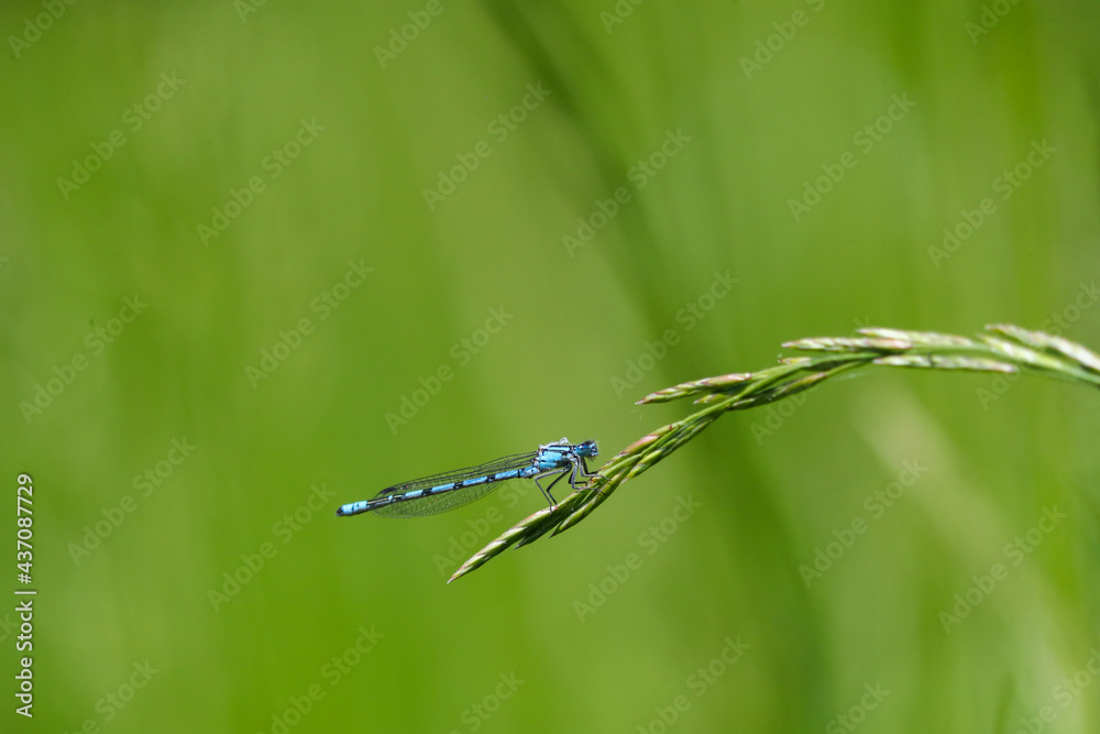 Blaue Federlibelle an einem Grashalm