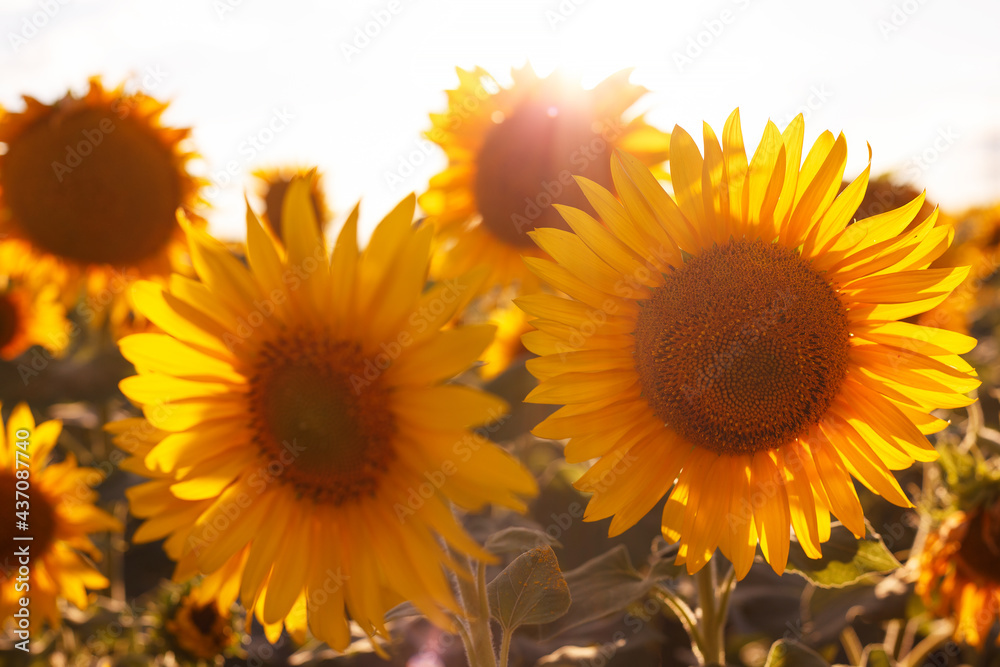 Obraz premium sunflower flowers at the evening field