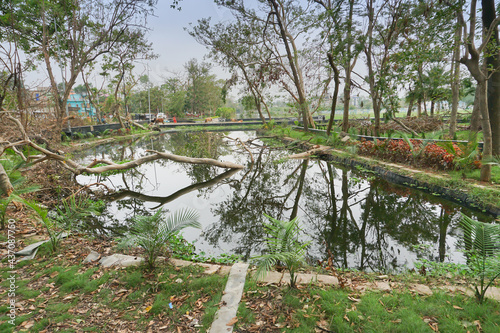 Super cyclone Amphan uprooted trees which fell on a pond. The devastation has made many trees fall. Shot at Howrah  West Bengal  India.