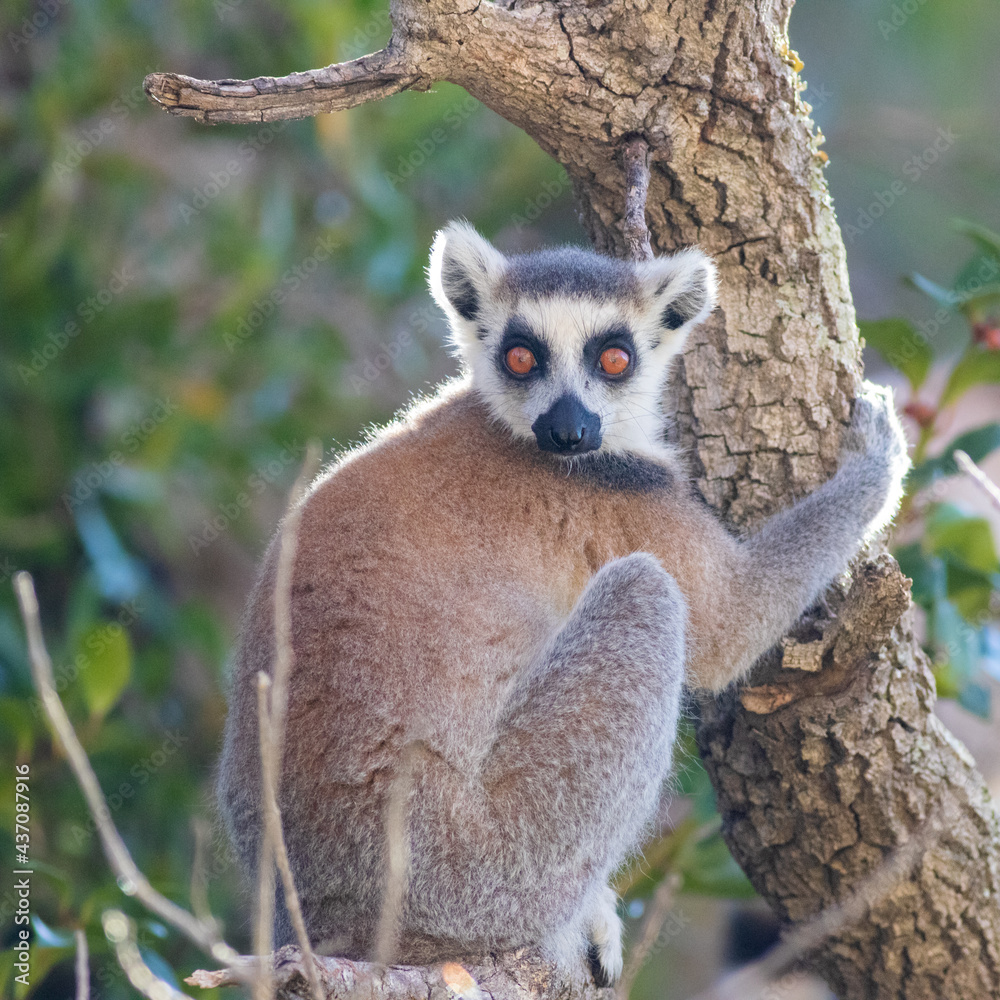 Ring Tailed Lemur in a tree in Madagascar