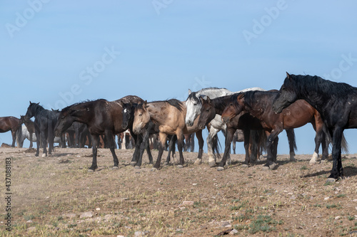 Fototapeta Naklejka Na Ścianę i Meble -  Wild horses lined up side-by-side
