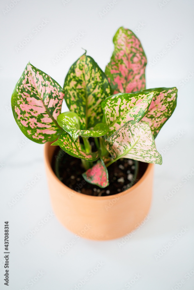 Fototapeta premium Pink Polkadot House Plant