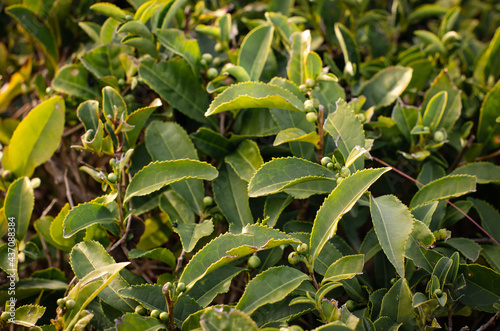 Tea leaf on a tea plantation. Growing tea bushes in sunlight. Healthy tonic drink.