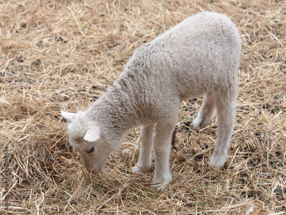 A white lamb eating hay in Northern Finland. A white lamb eating hay in Northern Finland.