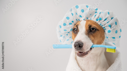 Portrait of a dog jack russell terrier in a shower cap and a towel holding a toothbrush in his mouth on a white background. photo