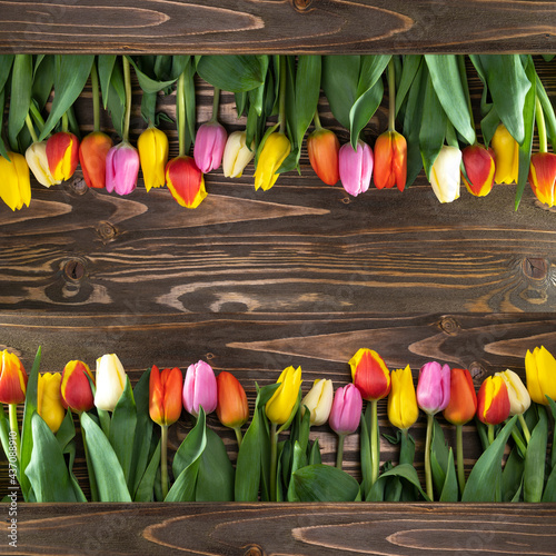Beautiful multicolored tulips on a brown wooden background. square crop