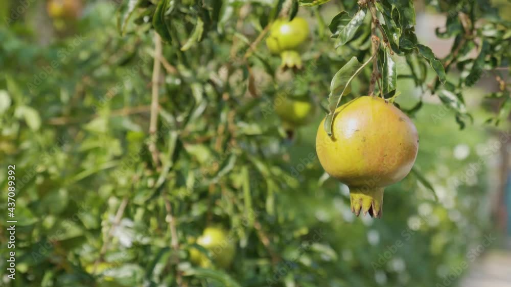 close up with copy space for 4K video of one ripe pomegranate fruit in tree with windy shows agriculture in tropical climate area of tasty and healthy fruit with sweetness and colorful. close up with copy space for 4K video of one ripe pomegranate fruit in tree with windy shows agriculture in tropical climate area of tasty and healthy fruit with sweetness and colorful.