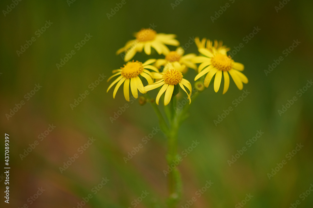 Blüten von Jakobs-Greiskraut