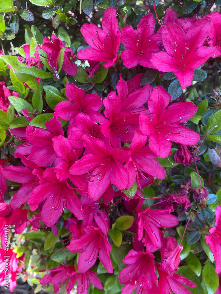 pink flowers in the garden pink flowers in the garden