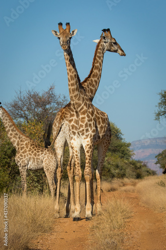 Three giraffes standing in the road with the Northern Drakensberge behind them, Greater Kruger.