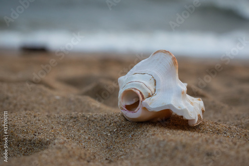 Seashell on the sand beach background, with copy space