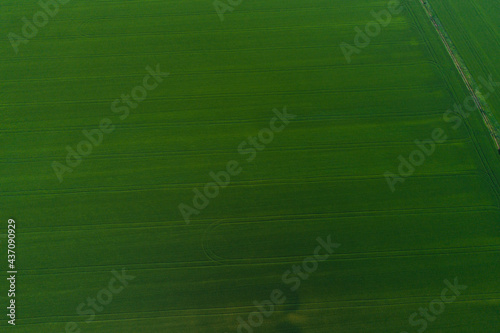 Combine tracks on the green field  bird s-eye view photo