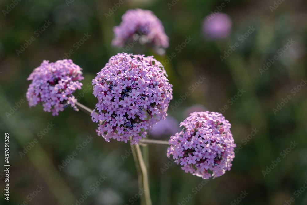 Small purple round flowers, garden ball leek, blooming in garden. Blur bokeh green background. Copy space Small purple round flowers, garden ball leek, blooming in garden. Blur bokeh green background. Copy space