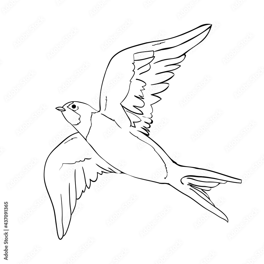 Obraz premium Black silhouette outline flying swallow, isolated on white.