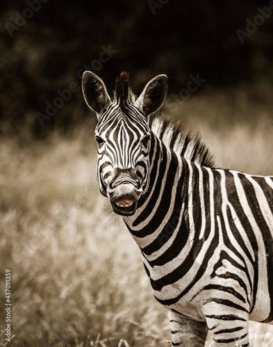 A laughing Burchell s Zebra  Kruger National Park