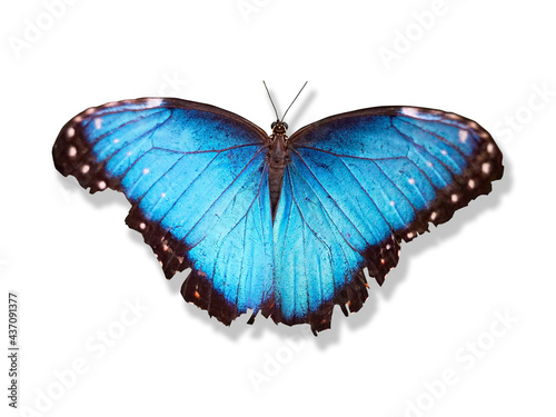 Papillion bleu couleur cyan intense ailes ouverte  sur fond blanc avec ombre