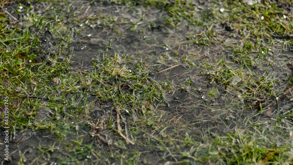 Swamp close up, grass and water. Swamp close up, grass and water.